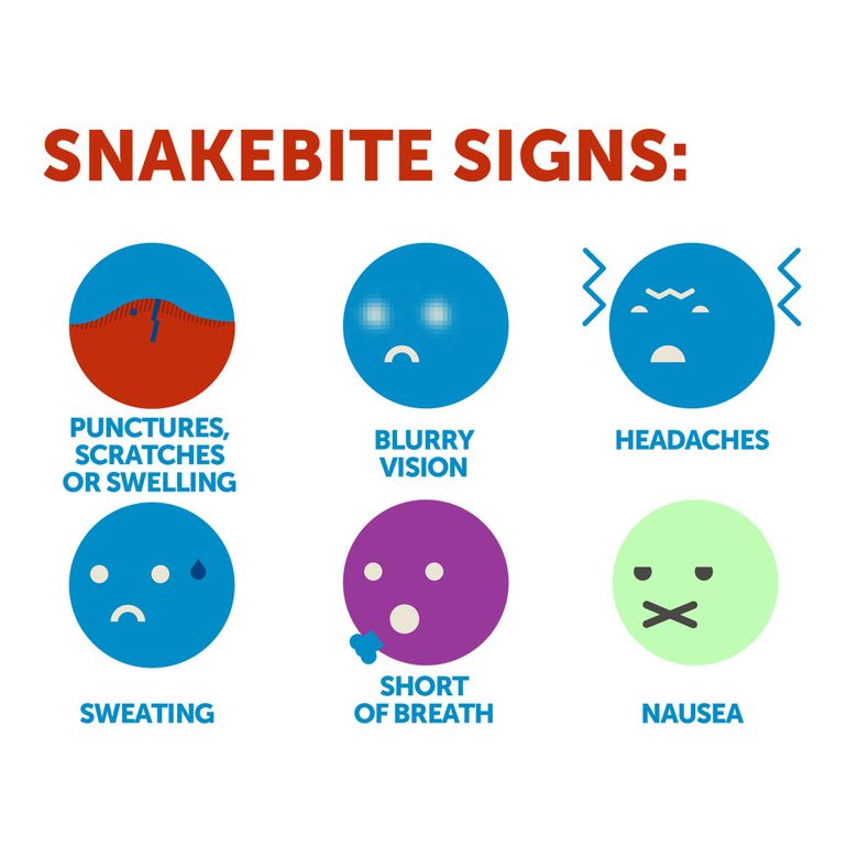 Snake bite symptoms