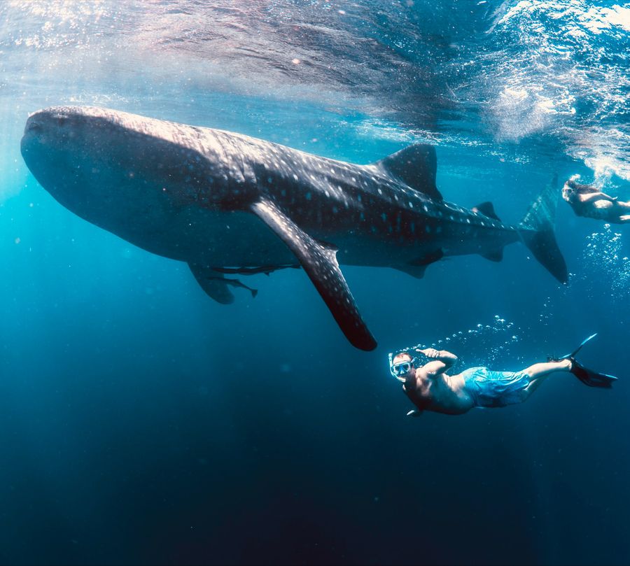 ryan's many adventures, including swimming with whale sharks, came to his mind as he suffered a heart attack