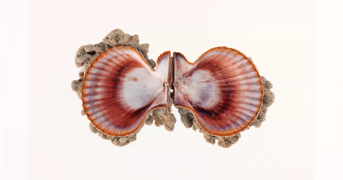 Fan shell - AGSA Collection