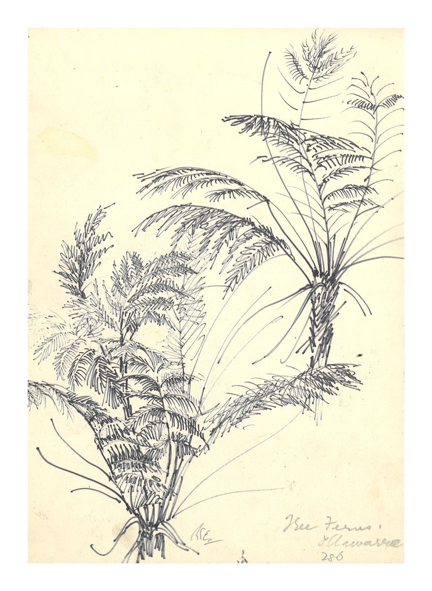 Image of Tree ferns, Illawarra