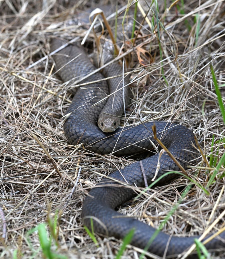 Snake 