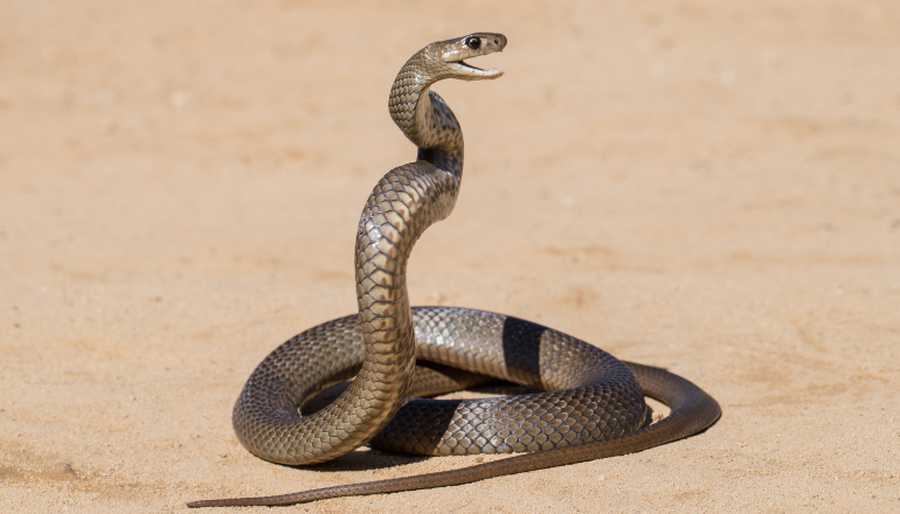 snake 