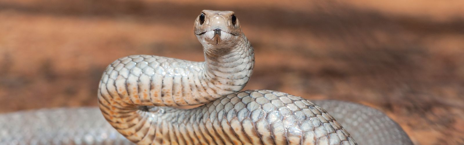 Snake safety guidance 