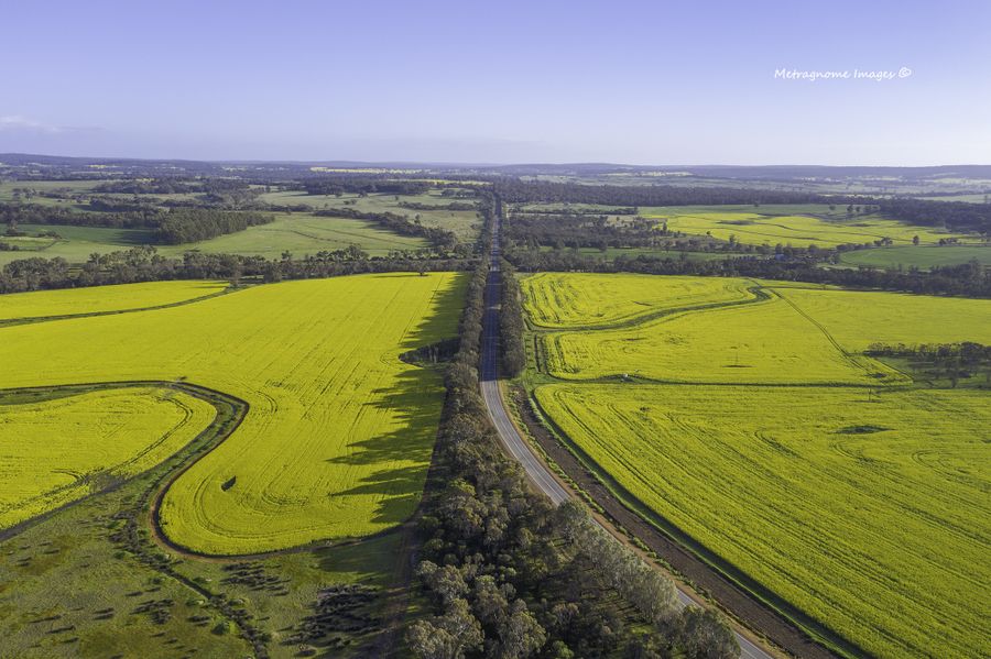 Canola fields near Brookton on the drive to Esperance 