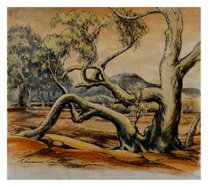 Image of River gum in desert