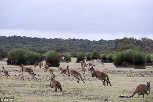 kangaroos on the runway