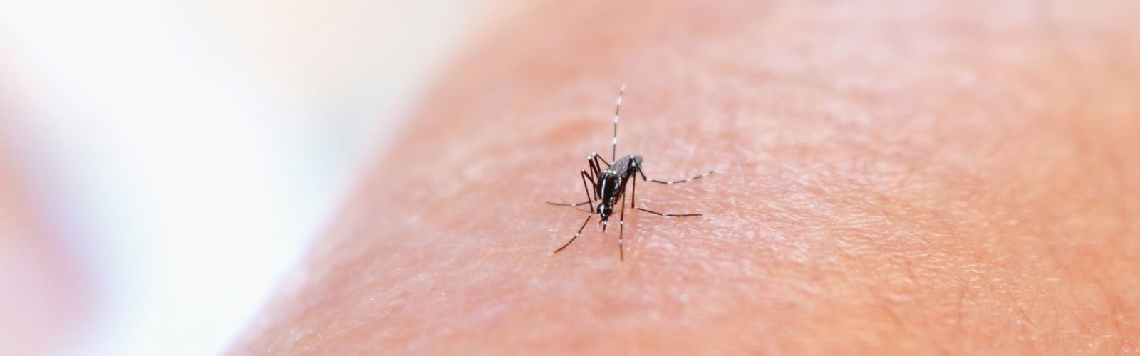 Mosquito