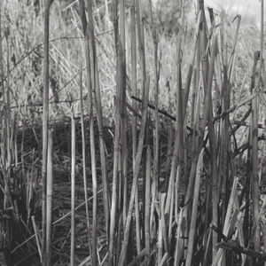 black and white photograph of reeds growing outdoors