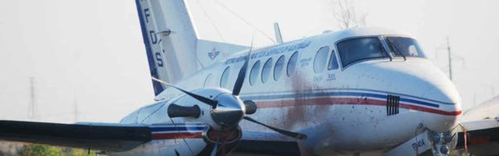 kangaroos on the runway