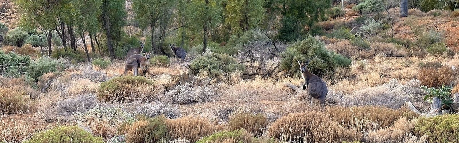 Sophie’s RFDS commitment to families in the bush