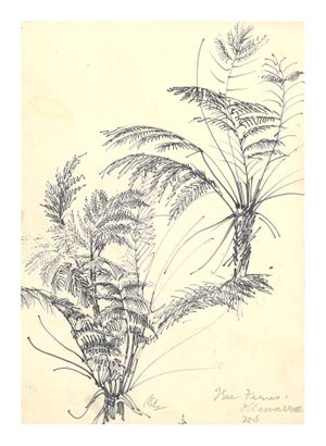 Image of Tree ferns, Illawarra