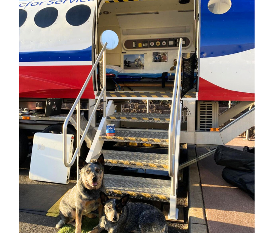 Cattle dogs resting at entrance of aeromedical simulator