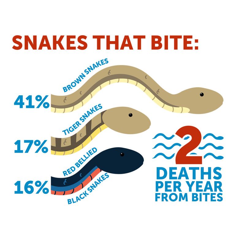 Australia's Deadliest Snakes