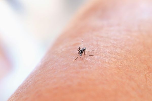 Mosquito