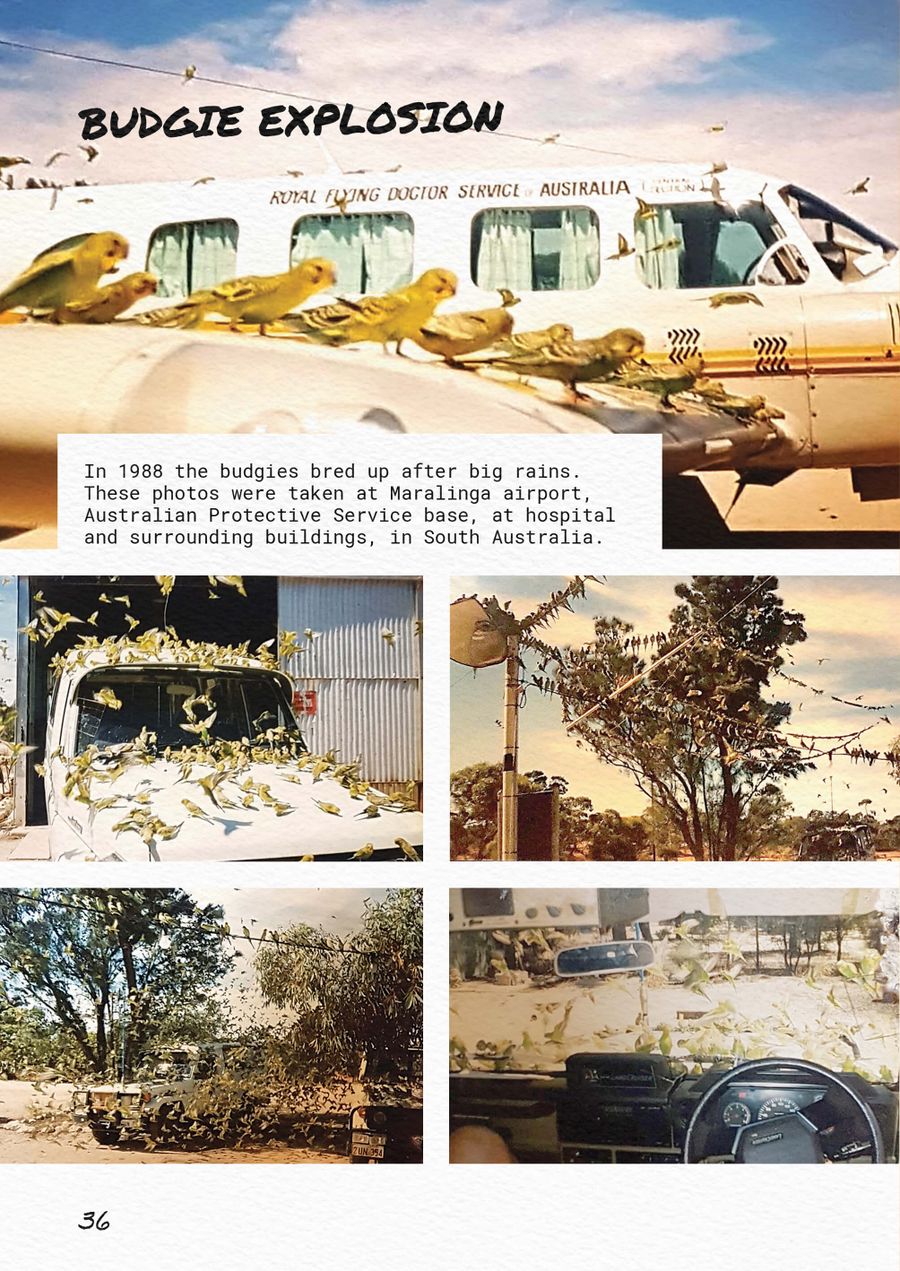 A story about a budgie plague