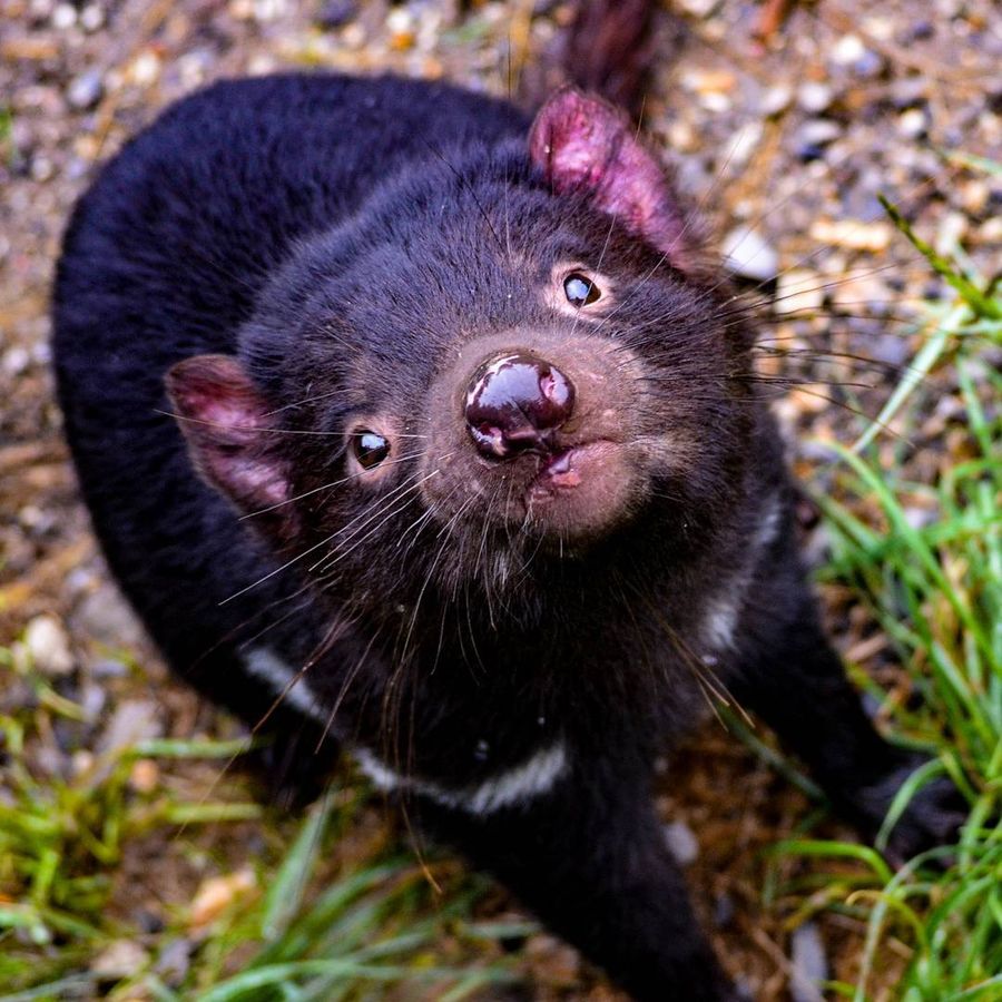 Tasmanian Devil