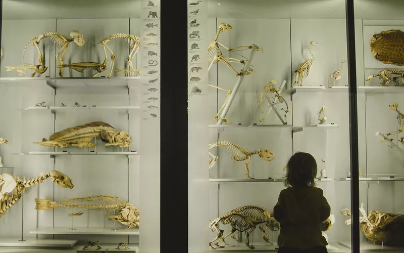 Child gazing at a backlit museum display case full of skeletons and fossils.