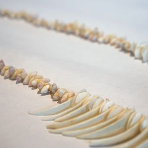 Lola Greeno, Sawyers Beach, 2019, Cut white cockles, toothy shells, 300 x 250 x 20mm. Photo: Felicity Brading.