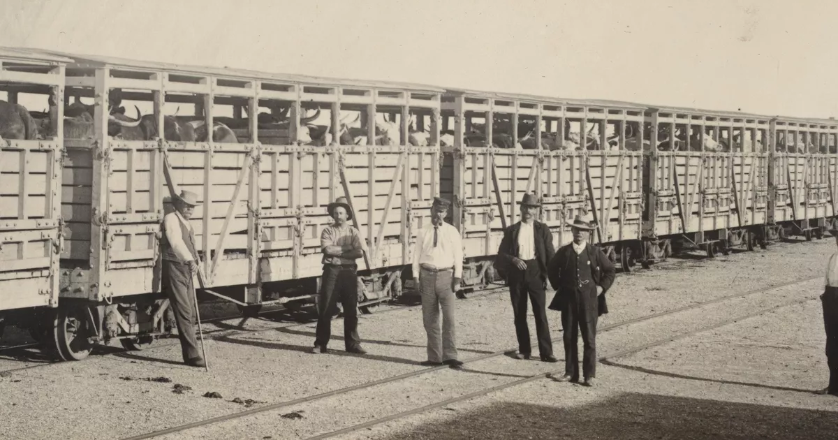 Cattle train ready to leave for Adelaide - AGSA Collection