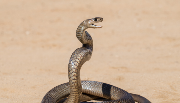 Aircraft landing in the outback 