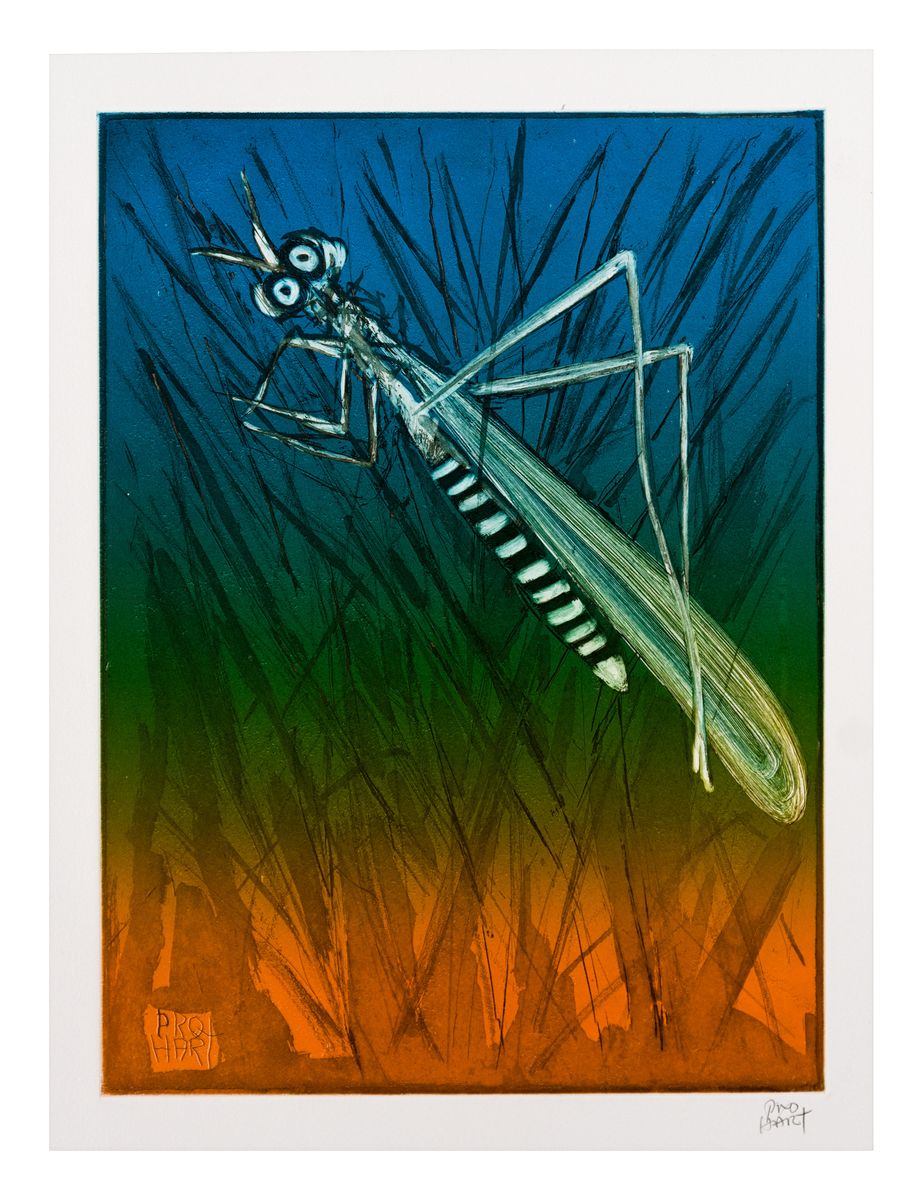 Image of Grasshopper