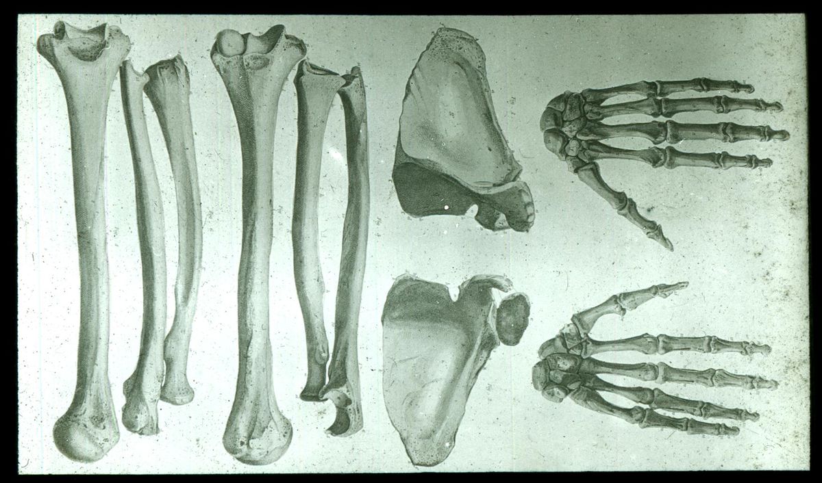 Anatomical Drawing Human Bones Agsa Collection