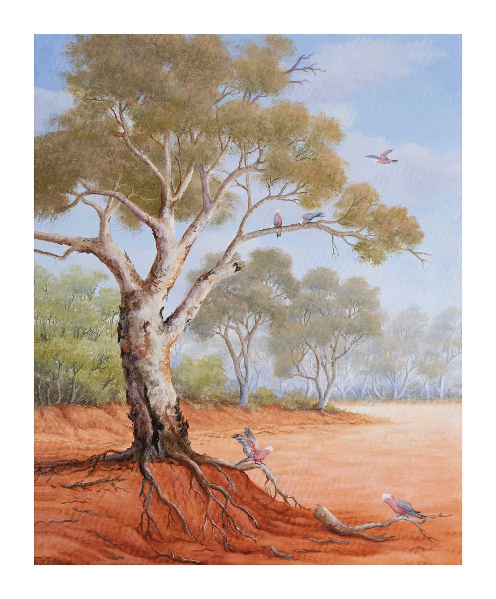 Image of Galahs, Black Creek, Silverton