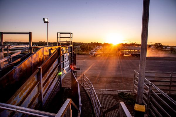 The Royal Flying Doctor Service is thrilled to return to the Roma Saleyards for the first charity sale in 2023.