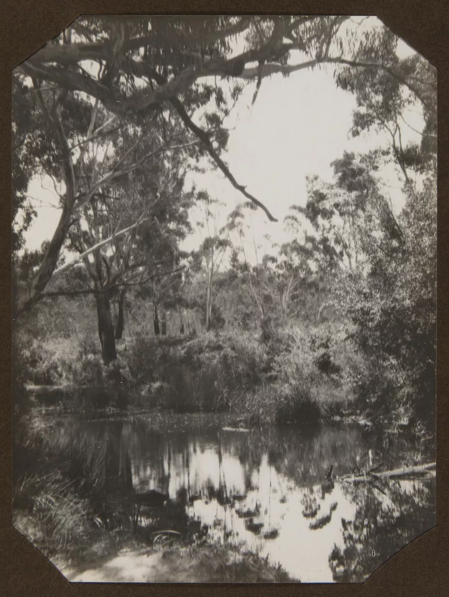 (Bush pond with reflections) - AGSA Collection