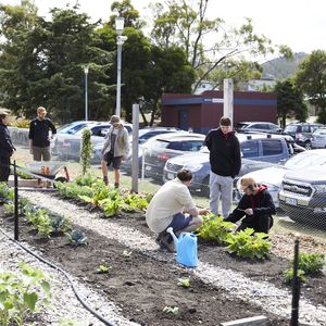 A photo of students tending the vegetable gardens at Bayview Secondary College