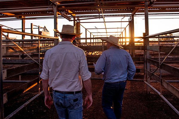 Roma Saleyards