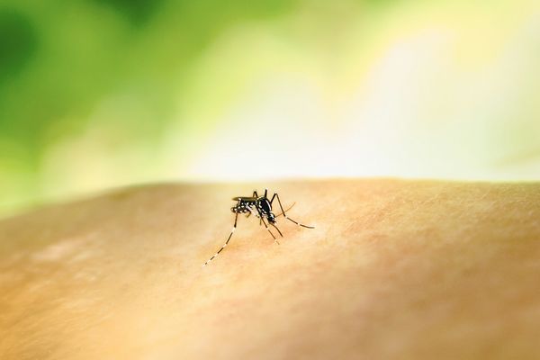 Japanese encephalitis health note