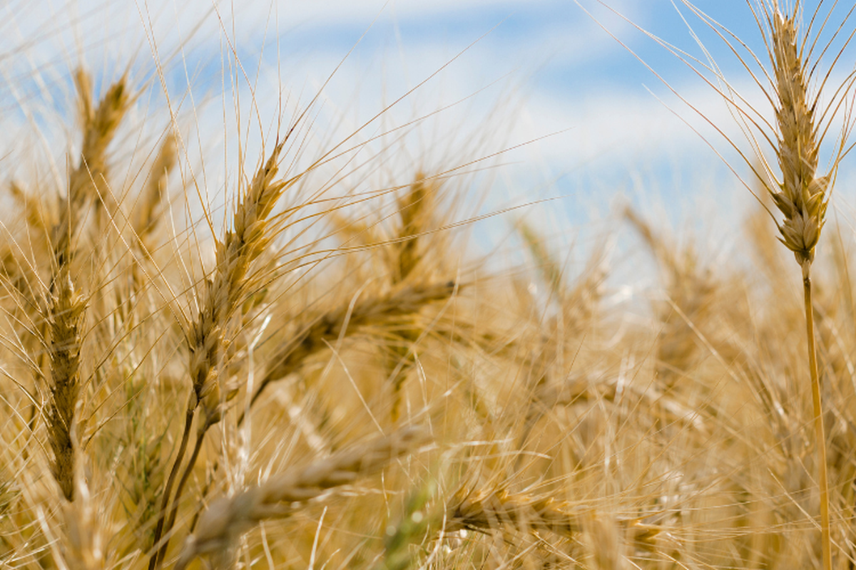 AgForce Employee Assistance Programme