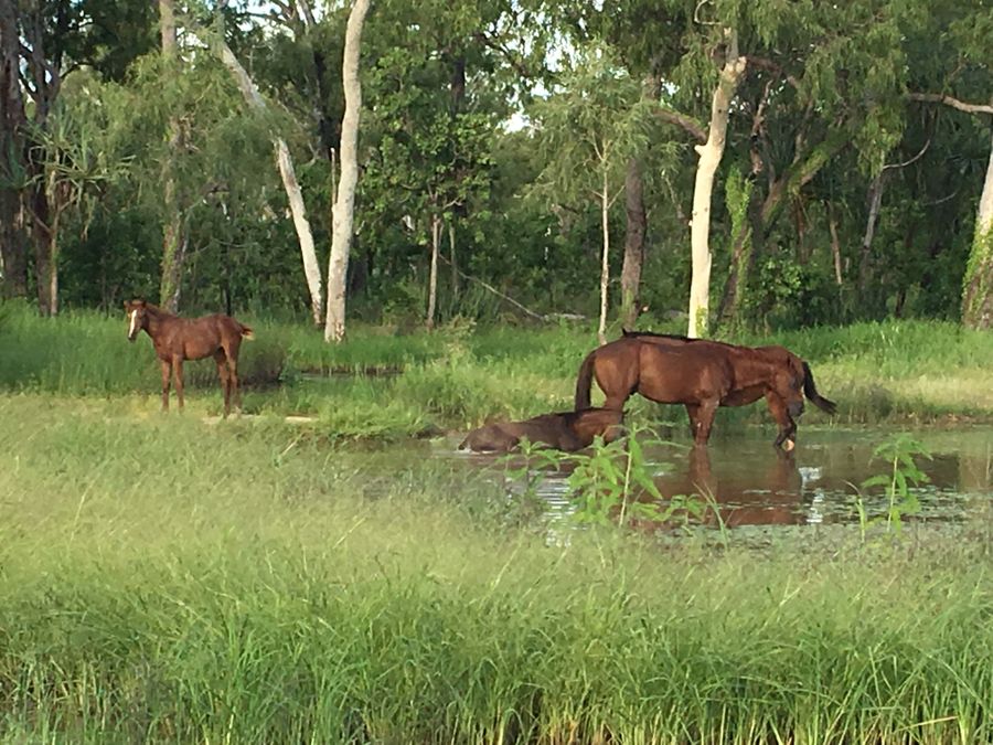 Horses