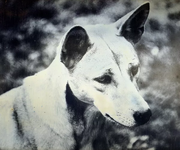 Finalist image for James Tylor: Pardu Series