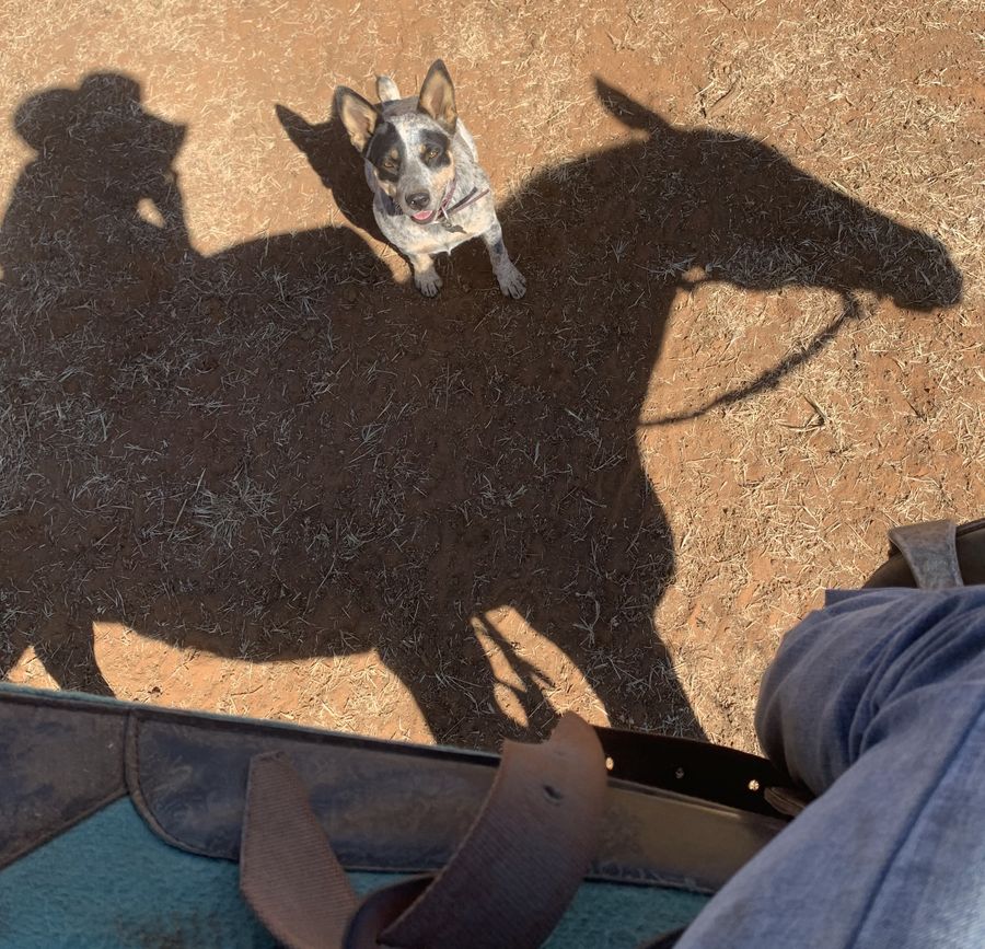 Katie spends hours a day on horseback, but it was a chicken that caused her serious injury.