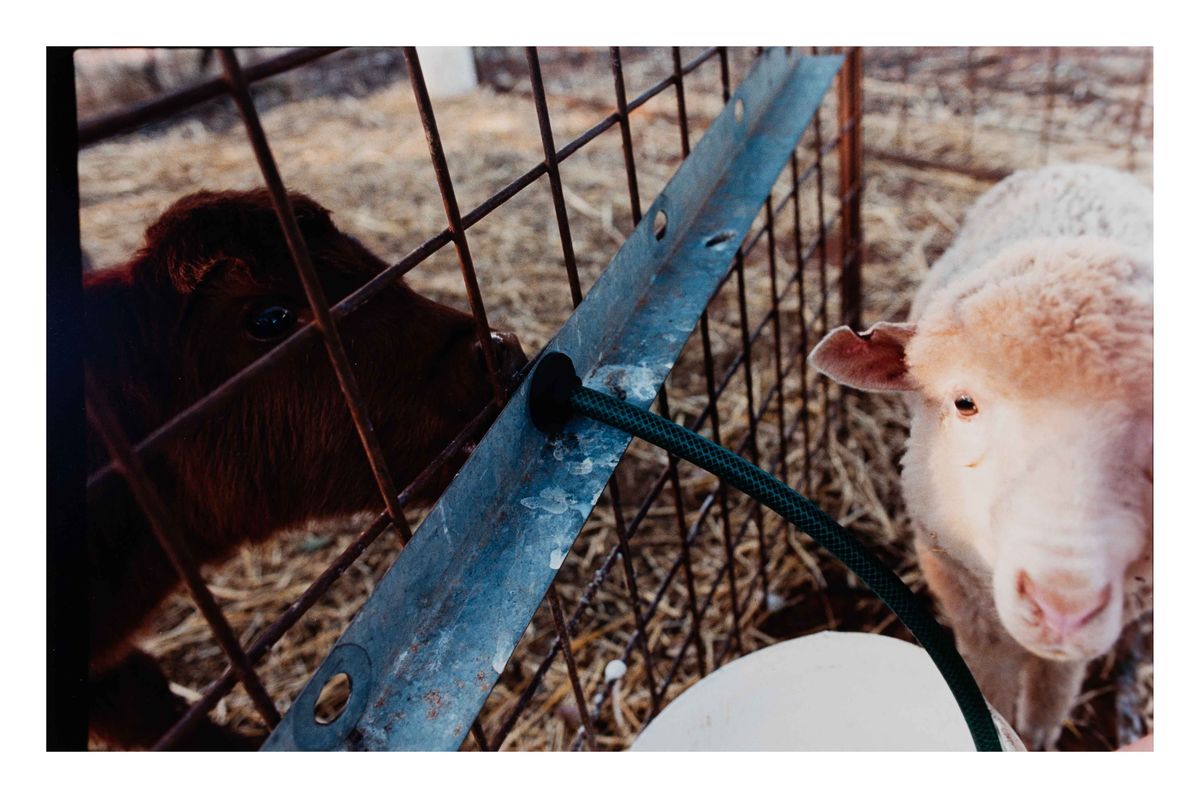 Image of Tammy McArthur, Overnewton Station via Mildura - composition 2