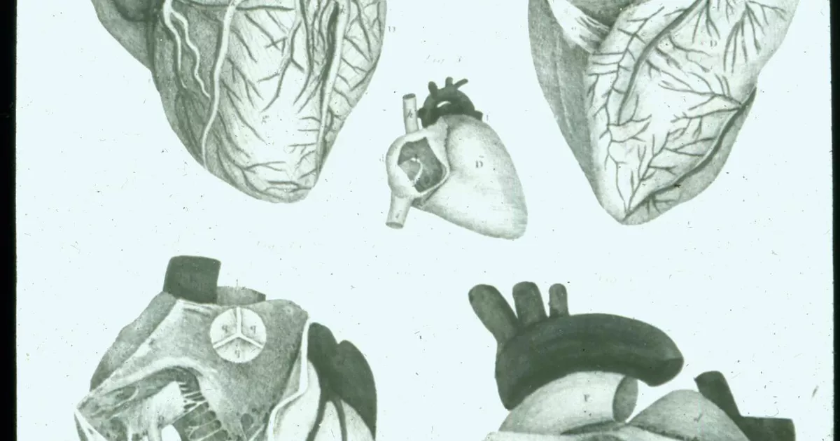 Anatomical drawing: the human heart - AGSA Collection