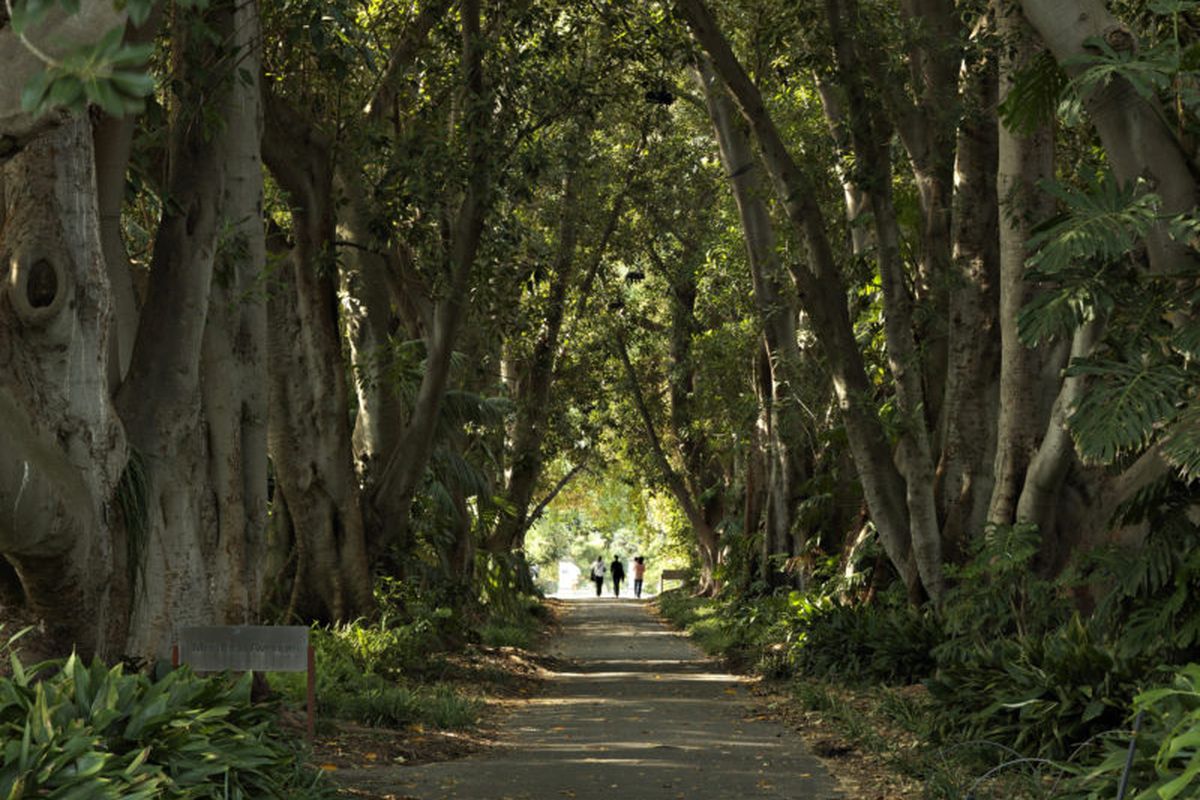 Adelaide Botanic Garden