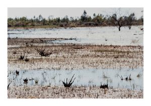 Image of Barbara Stephens, Menindee - composition 2