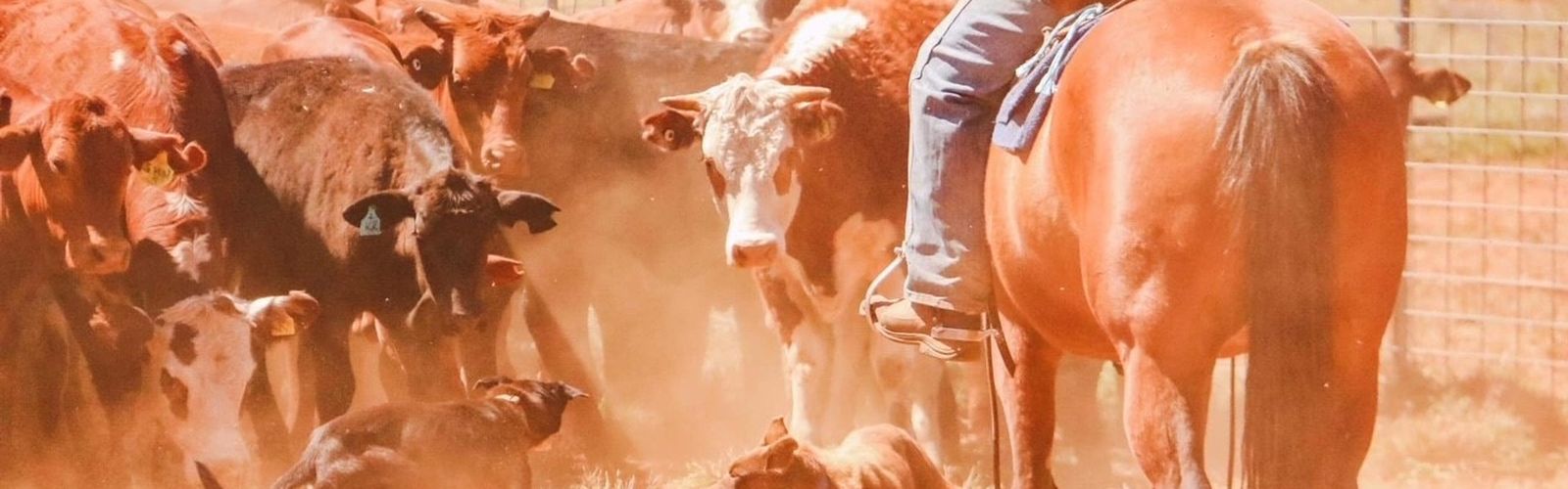 TJ wasn't expecting to come off his horse during a hectic cattle muster.