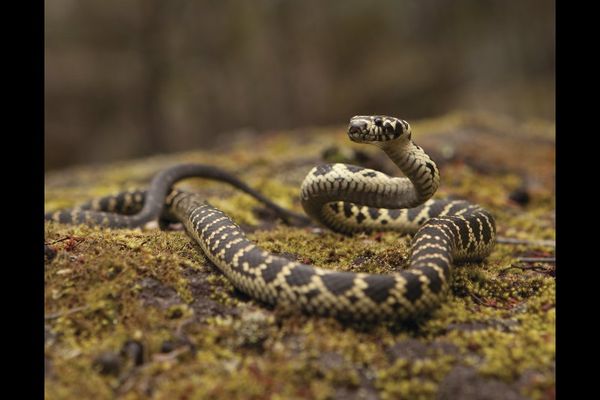 Snake season is always a busy time for regional health care providers..