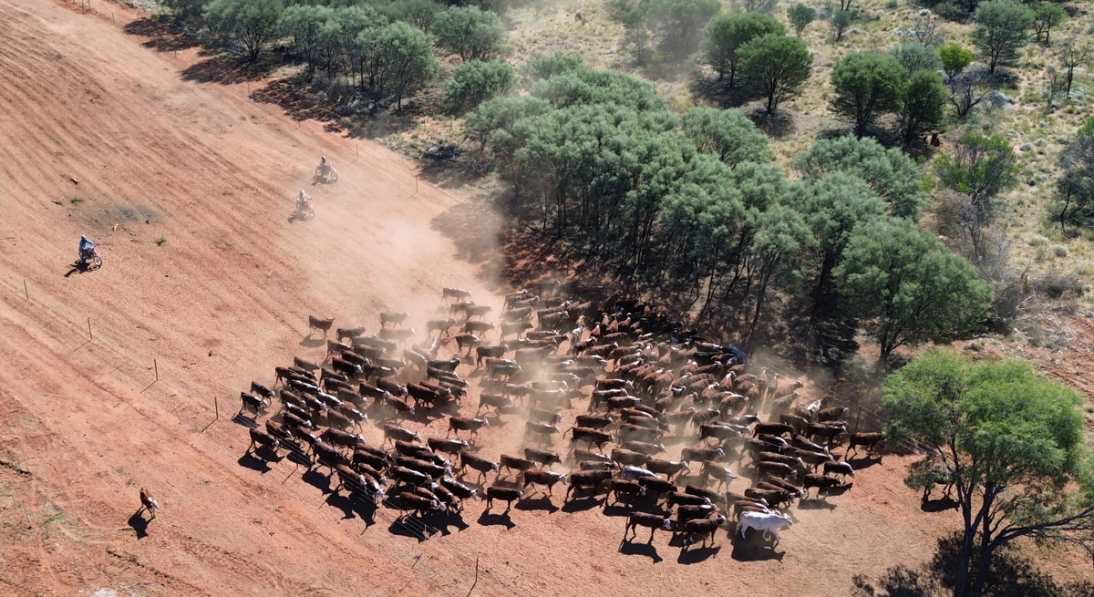 Mount Doreen Station