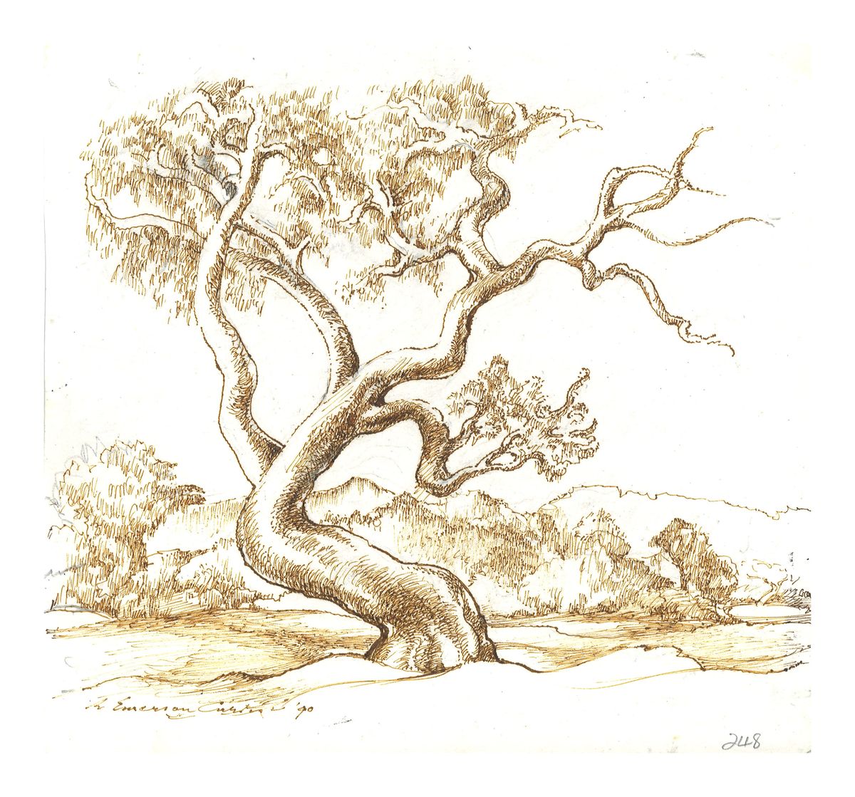 Image of Tree study