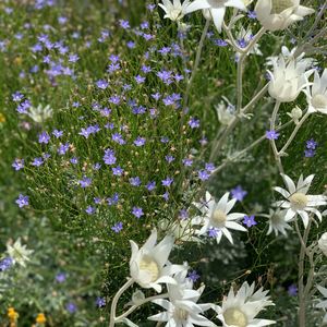 A close up of the flowers in the Yerrabingin rooftop garden - Bluebells and Flannel flowers