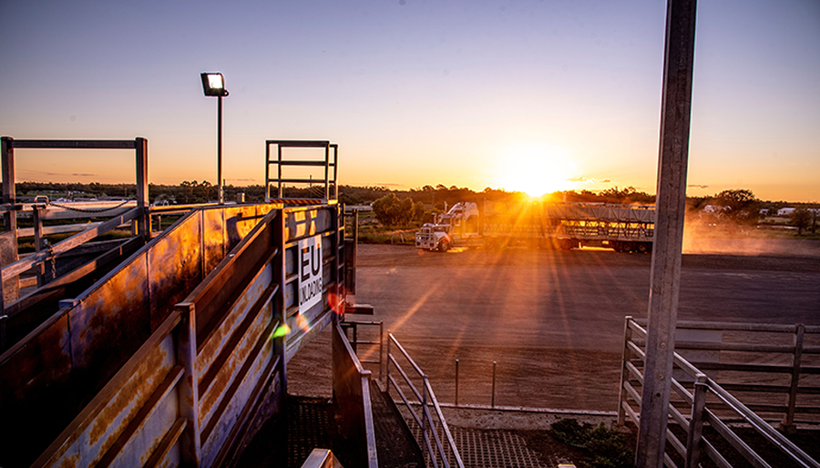 Roma Saleyards at sunset 