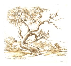 Image of Tree study