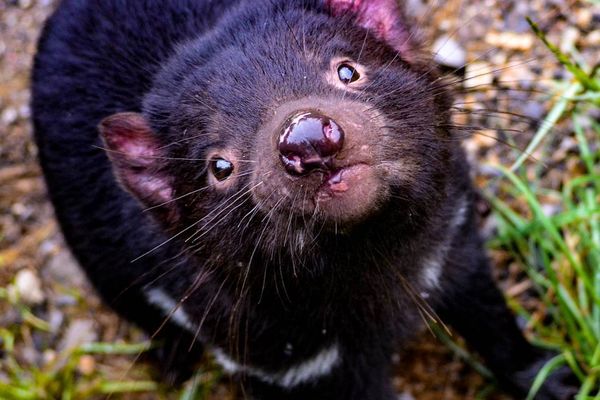 Tassie Devil