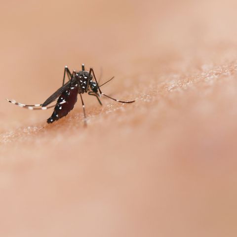 Mosquito on a persons skin