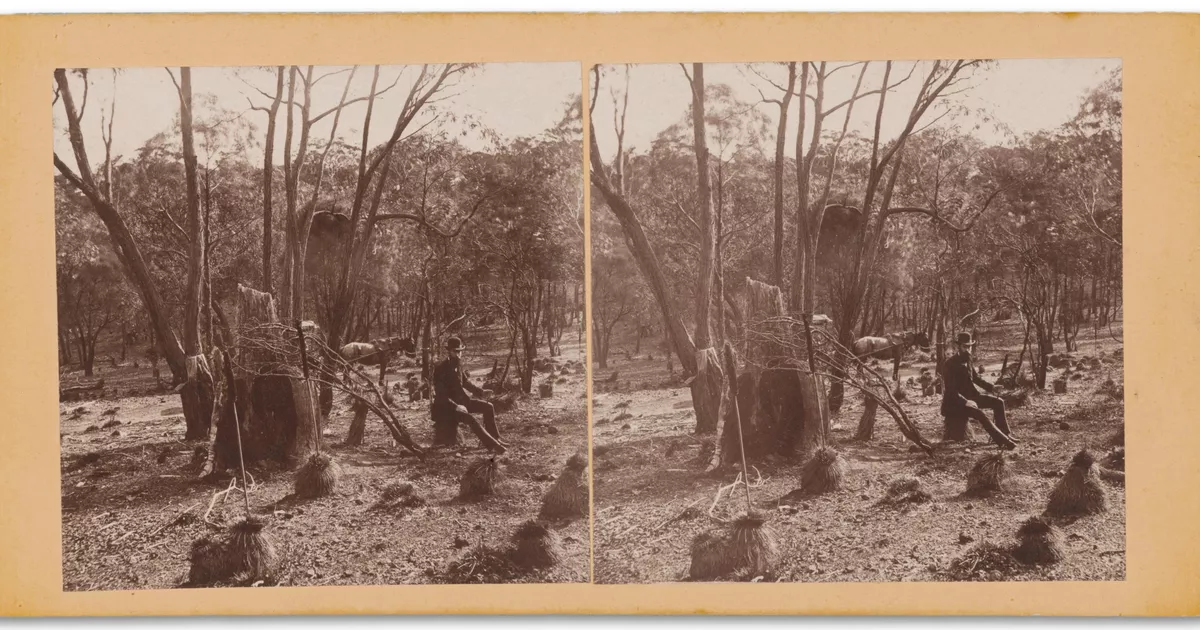 Among the stringybarks, near Sevenhills - AGSA Collection